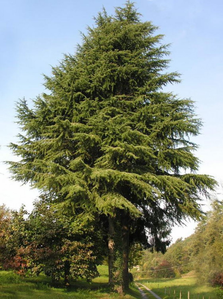 cedro