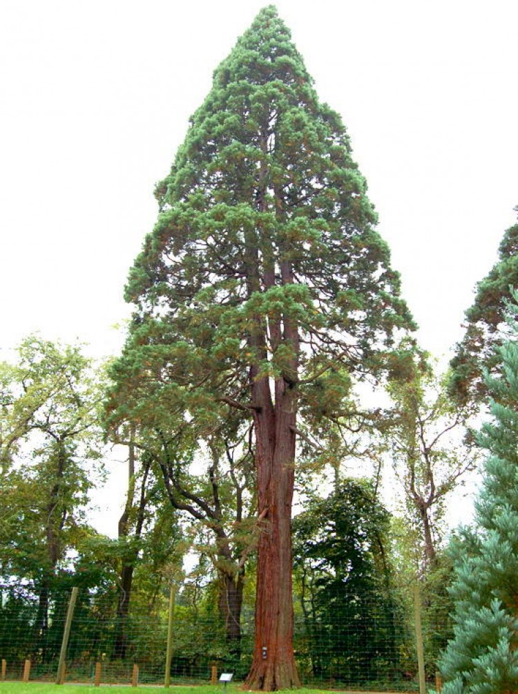 sequoia