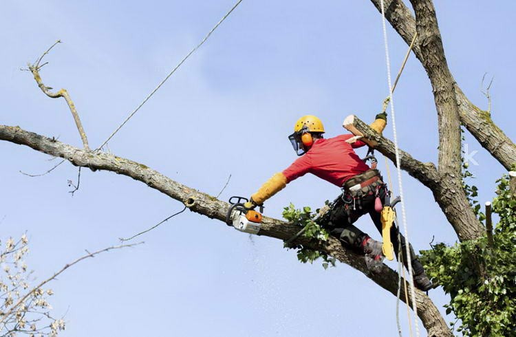 Potatura alto fusto tree climbing.